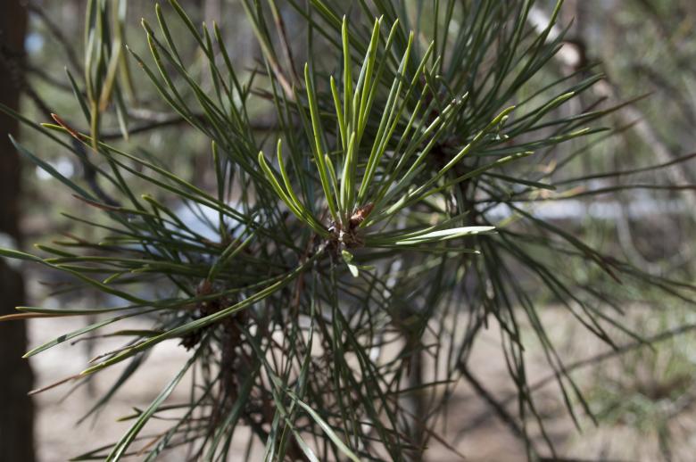 Free stock image of Pine tree created by Berdnik Oleksander