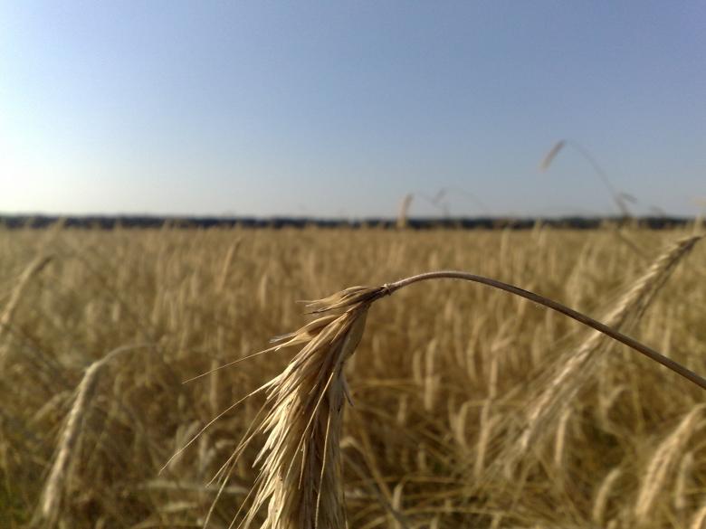 Free stock image of Cornfield created by Berdnik Oleksander