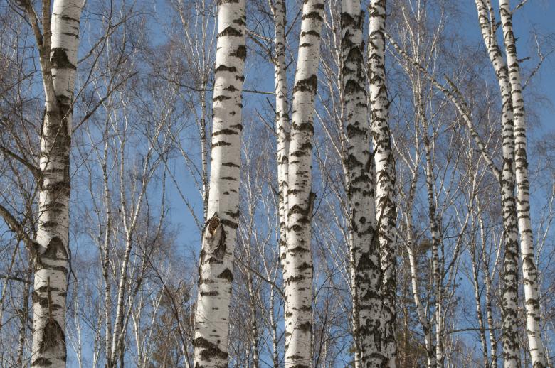 Free stock image of Birch Trees created by Berdnik Oleksander