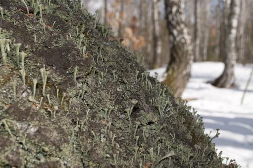 Free Stock Photo of Moss on tree