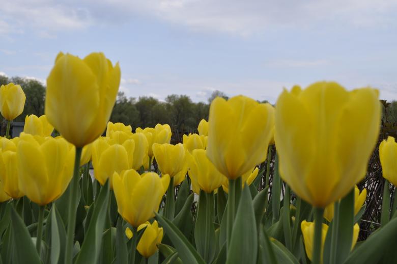Free stock image of Yellow Tulips created by Berdnik Oleksander