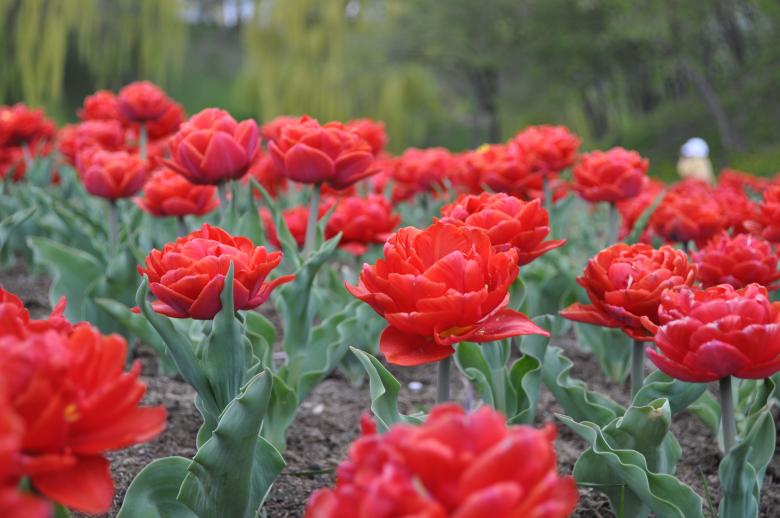 Free stock image of Red Tulips created by Berdnik Oleksander