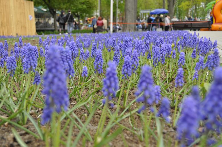 Free stock image of Blue flowers created by Berdnik Oleksander