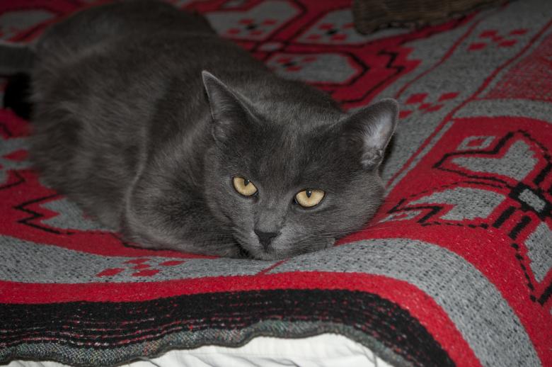 Free stock image of Gray cat created by Berdnik Oleksander