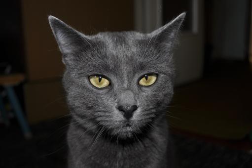The gray Cat - Free Stock Photo