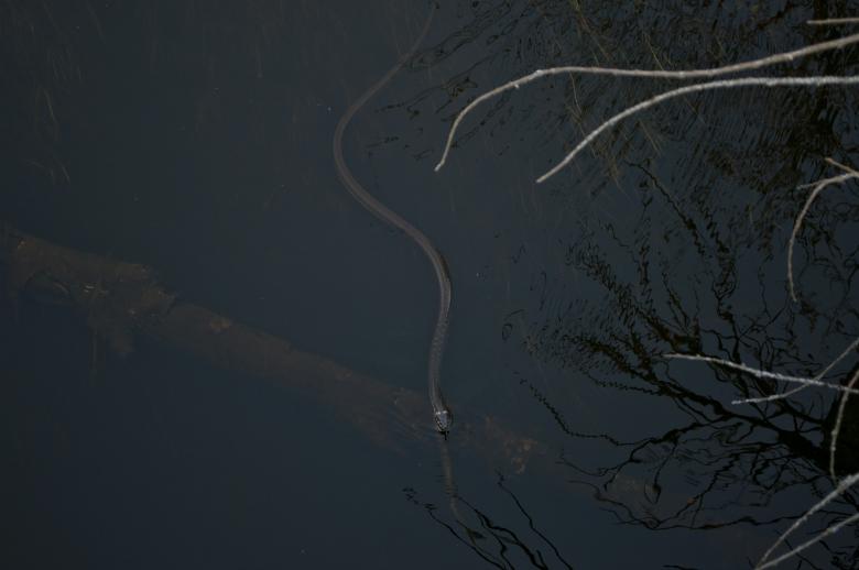 Free stock image of Snake created by Berdnik Oleksander