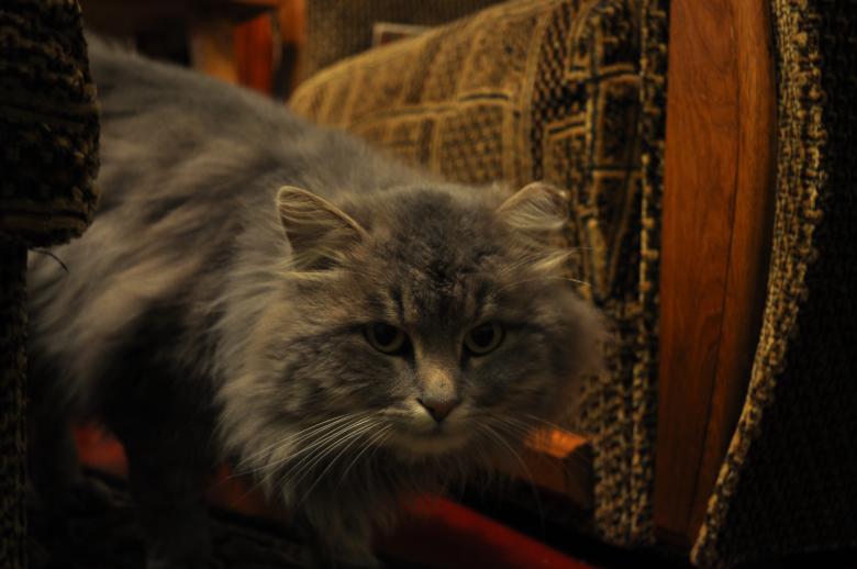 Free stock image of Hunting cat created by Berdnik Oleksander