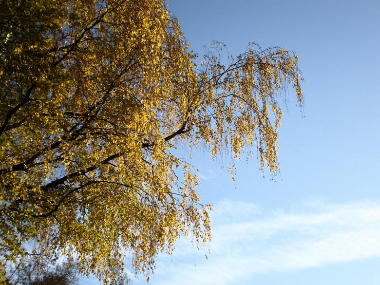 Free stock image of Yellow leaves created by rudy bagozzi