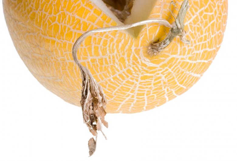 Free stock image of melon created by 2happy