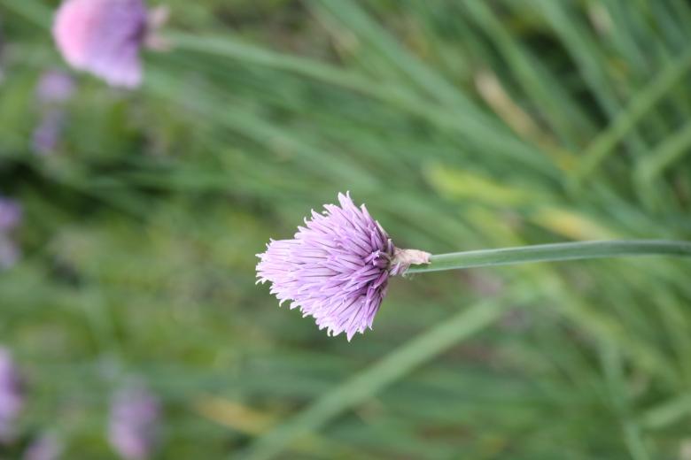 Free stock image of Pink Flowers created by Carlijn Mol
