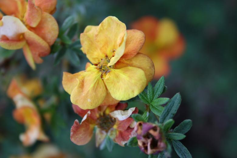 Free stock image of Yellow Flowers created by Carlijn Mol