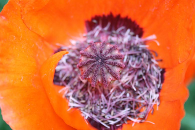 Free stock image of Red Flower created by Carlijn Mol