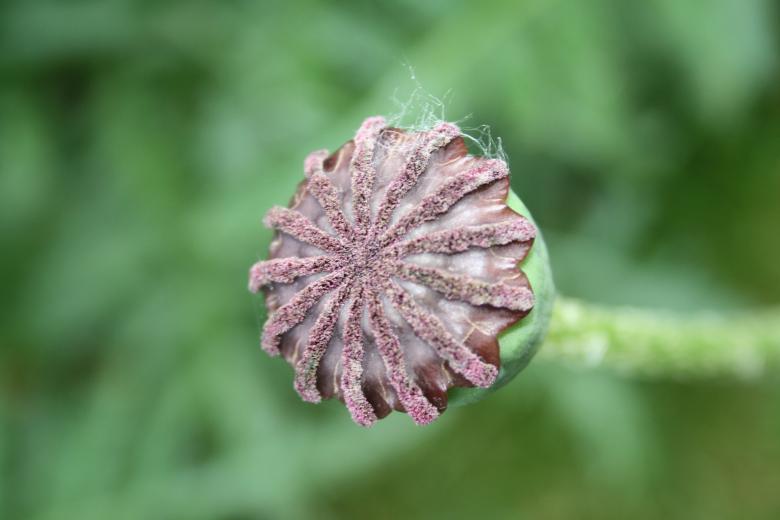 Free stock image of Seed Pot created by Carlijn Mol