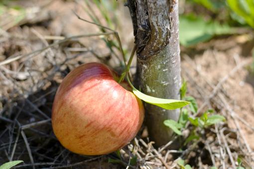 Free Stock Photo of Apple
