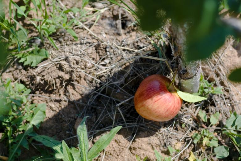 Free stock image of Apple created by 2happy