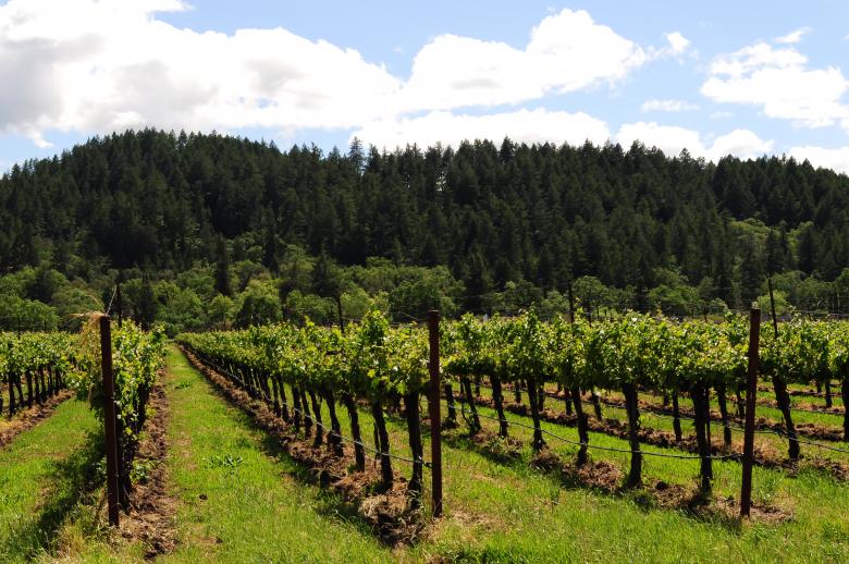 Free stock image of Napa Vineyard 3 created by Rachael Towne