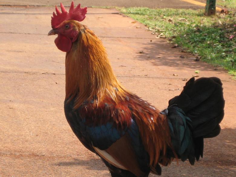 Free stock image of Hawaiian chicken created by Felix Hernandez