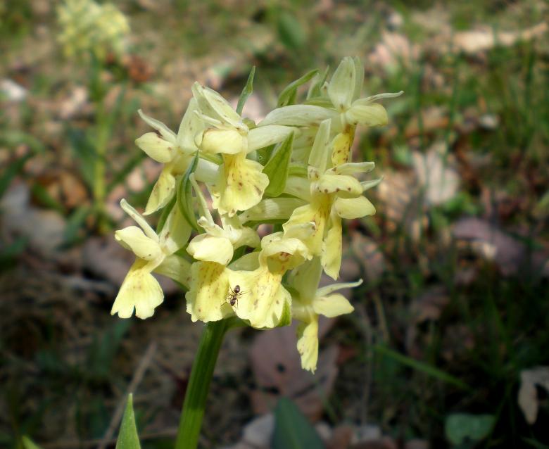 Free stock image of Wild orchid created by rudy bagozzi
