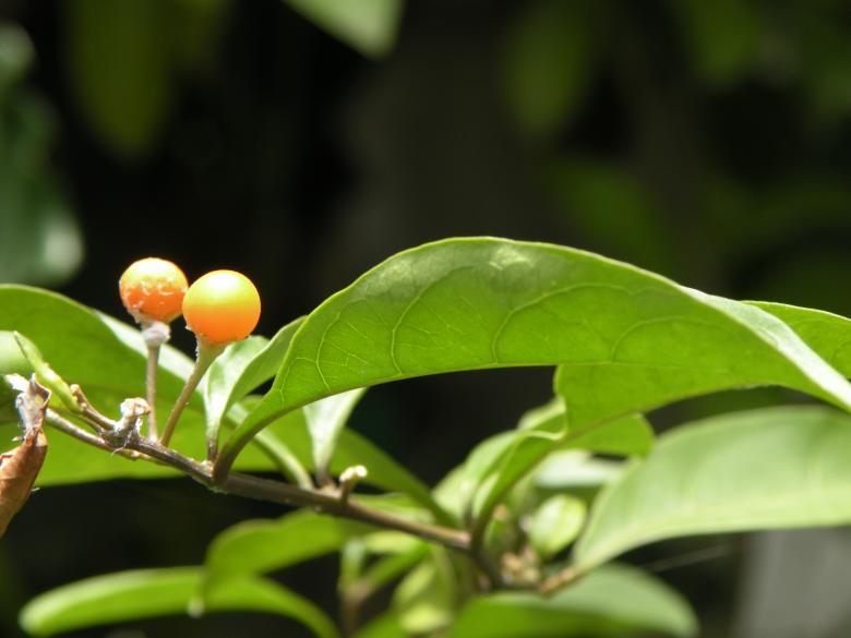 Free stock image of Wild Cherry created by John Percival Pergis