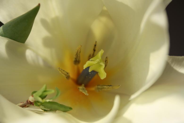 Free stock image of Tulip flower bud created by Chumak Alexey