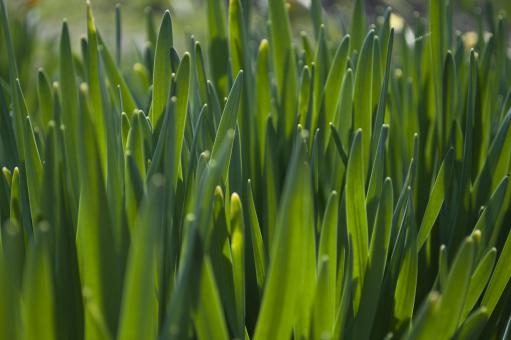 Free Stock Photo of Grass