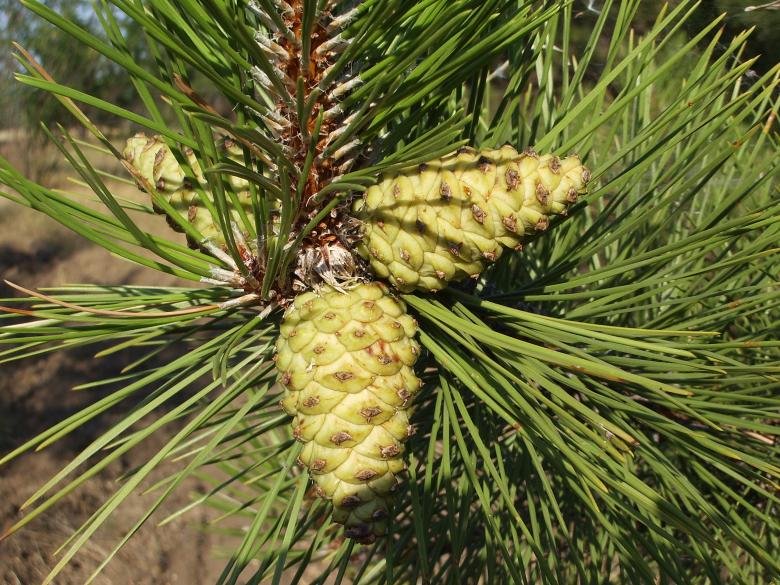 Free stock image of Pine cone created by Berdnik Oleksander