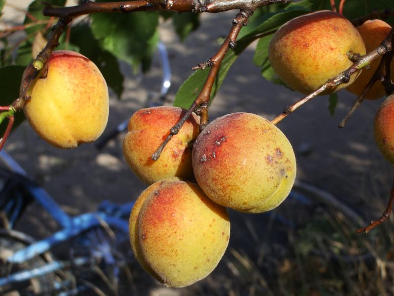 Free stock image of Apricots created by Berdnik Oleksander