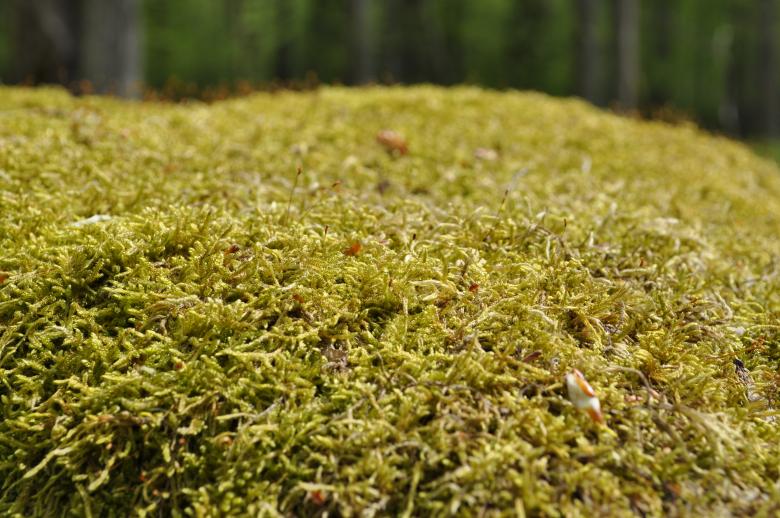 Free stock image of Moss created by Berdnik Oleksander