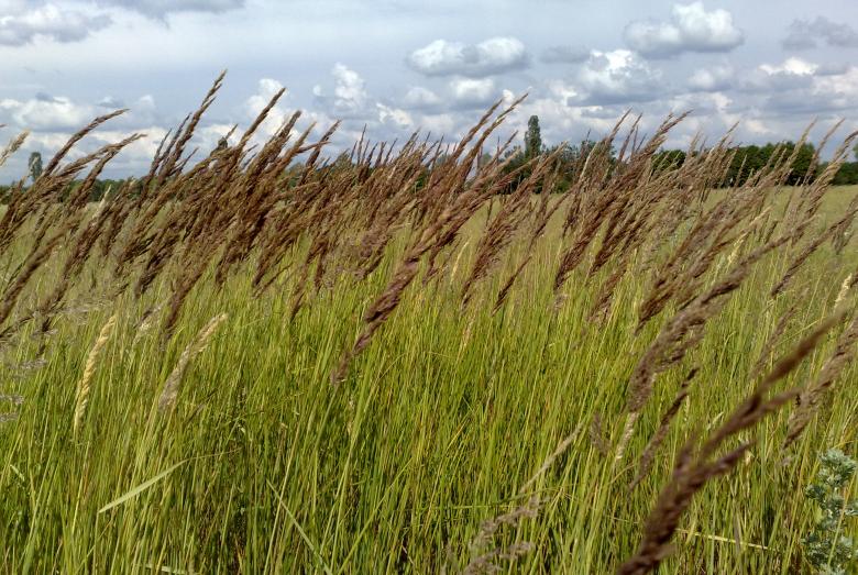 Free stock image of Grass created by Berdnik Oleksander