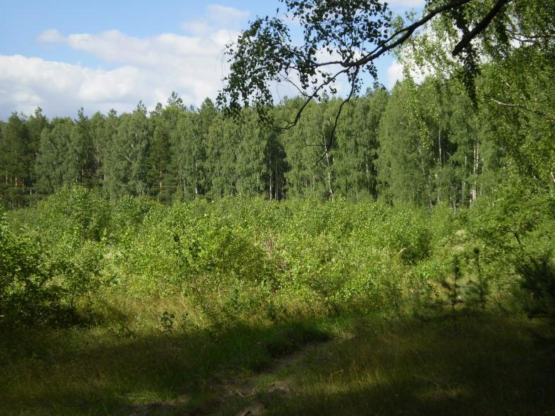 Free stock image of Forest created by Berdnik Oleksander
