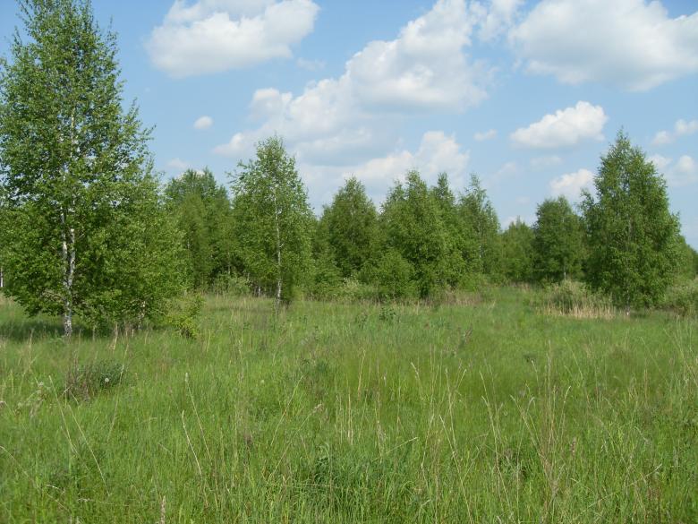 Free stock image of Meadow created by Berdnik Oleksander