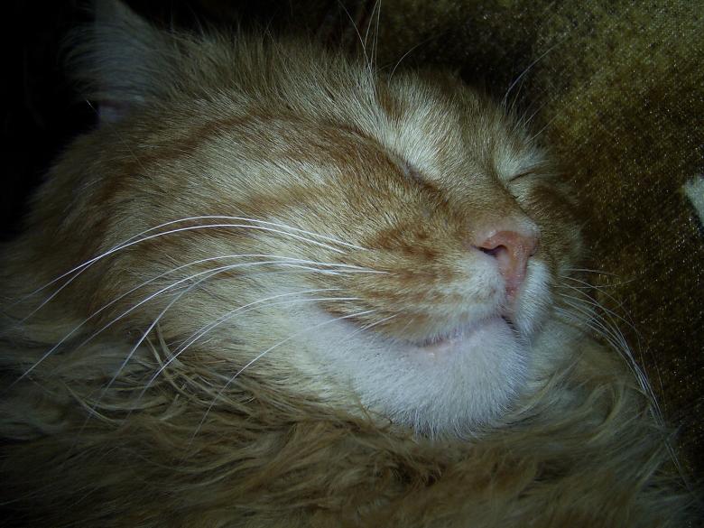 Free stock image of Cat created by Berdnik Oleksander