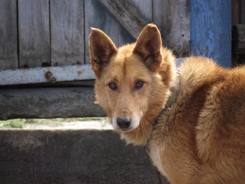 Free stock image of Red dog created by Berdnik Oleksander