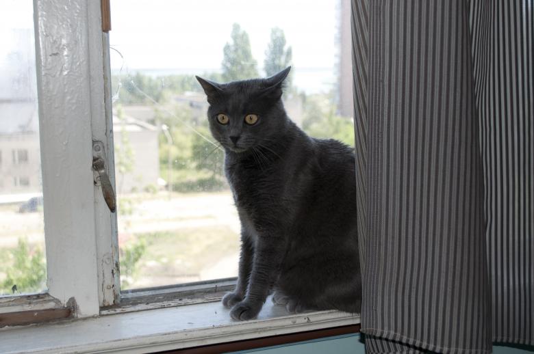 Free stock image of Cat created by Berdnik Oleksander