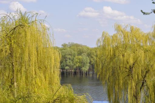 Free Stock Photo of Trees