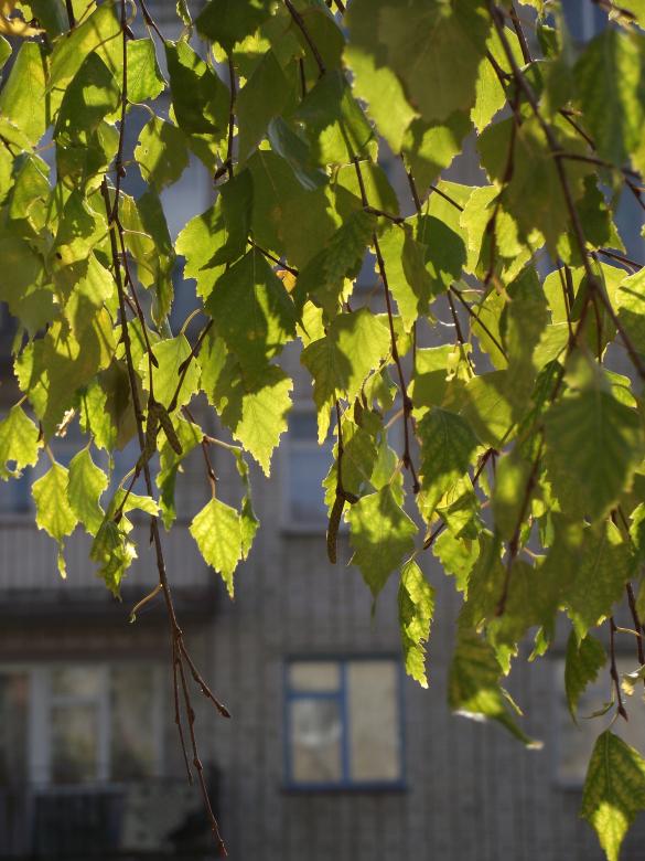 Free stock image of Tree created by Berdnik Oleksander