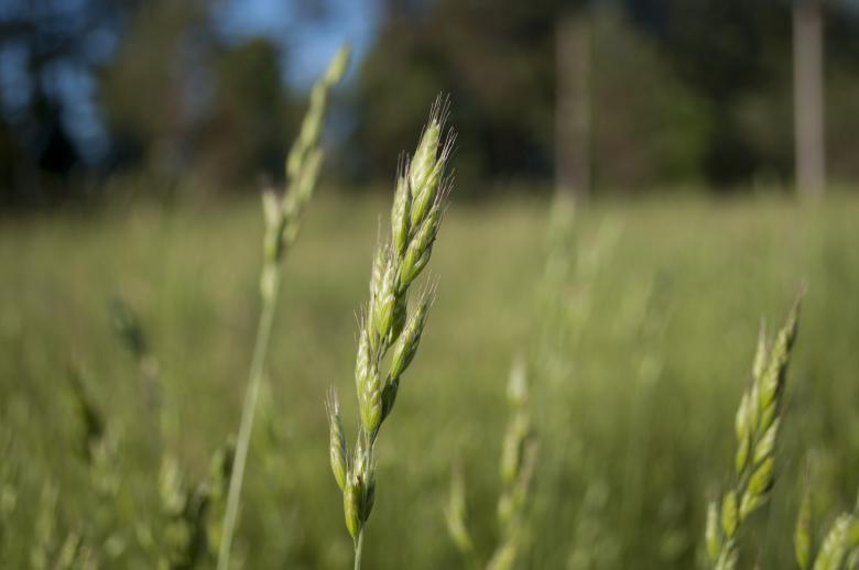 Free stock image of Grain created by Berdnik Oleksander