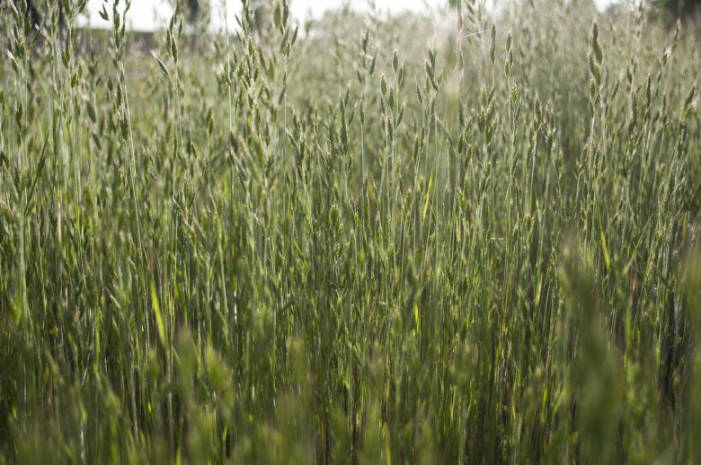 Free stock image of Grass created by Berdnik Oleksander