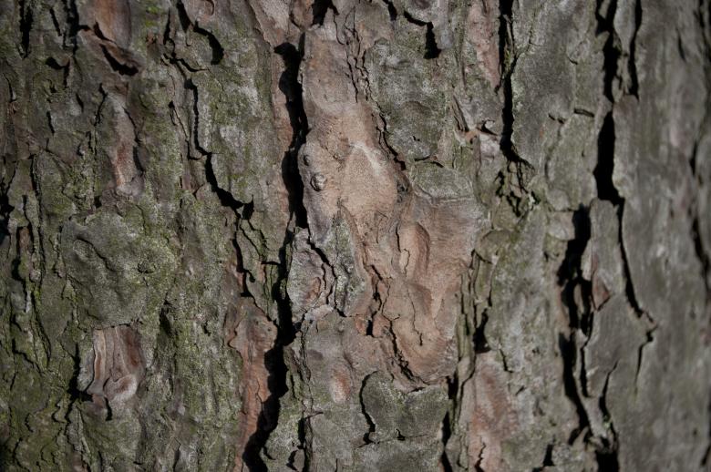 Free stock image of Tree bark created by Berdnik Oleksander