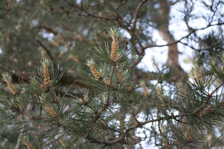 Free stock image of Pine Branch created by Berdnik Oleksander