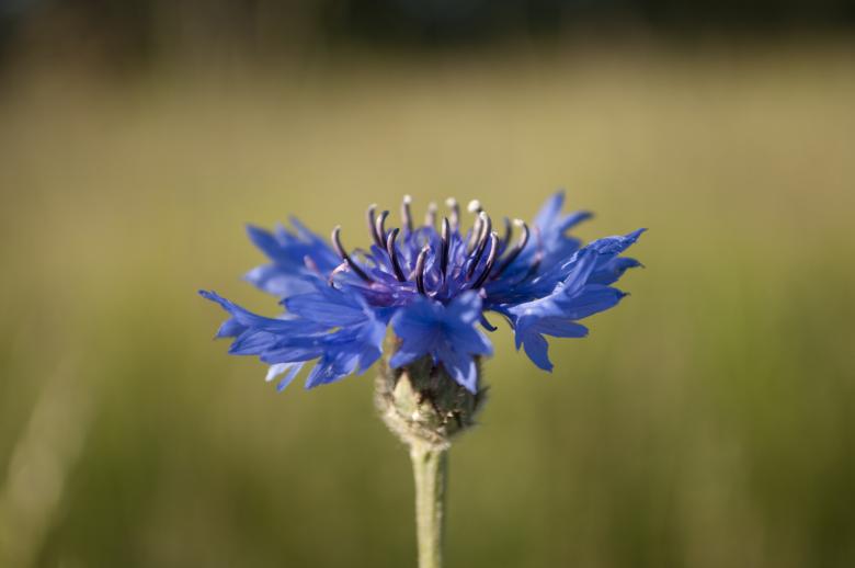 Free stock image of Blue flower created by Berdnik Oleksander