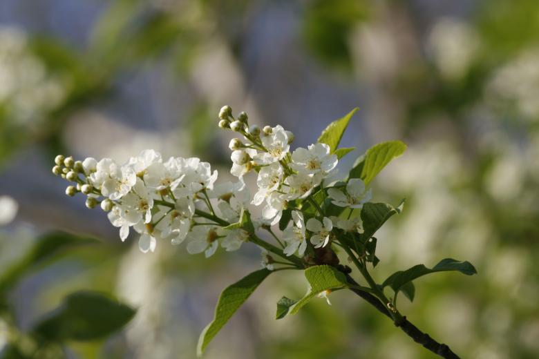 Free stock image of Fresh Beautiful Flowers created by 2happy