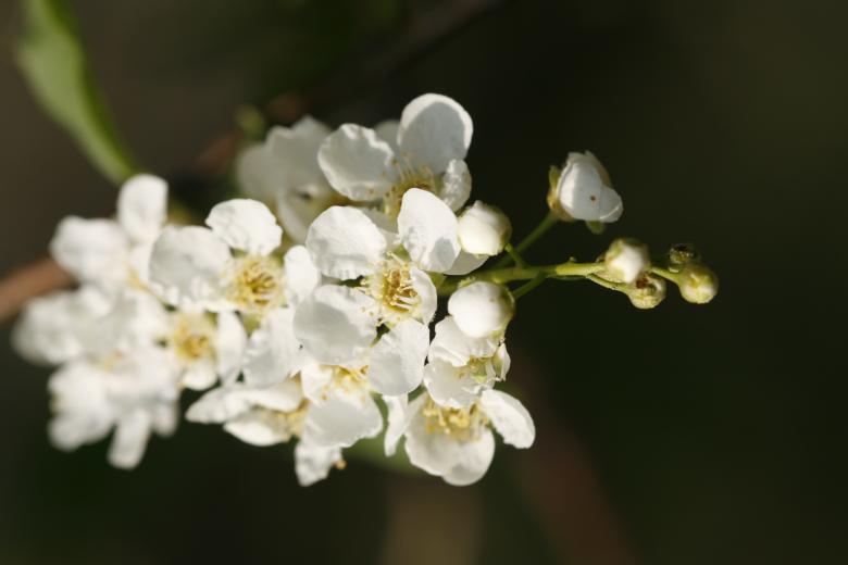 Free stock image of White Blossoms created by 2happy