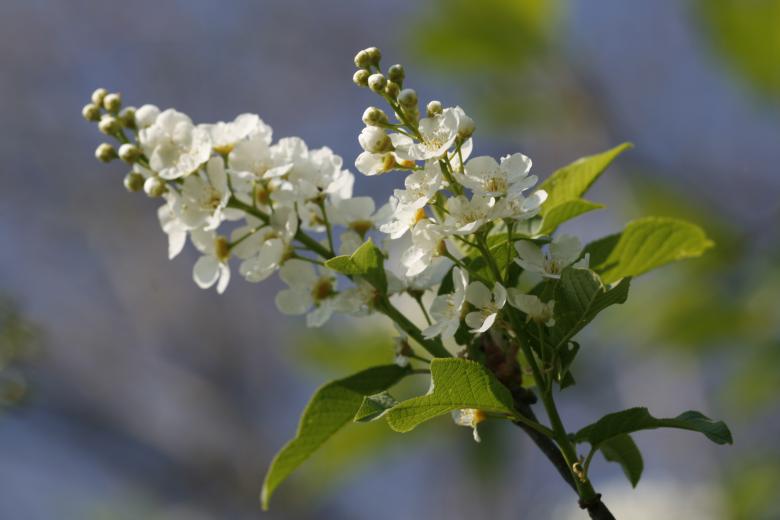 Free stock image of flowers created by 2happy