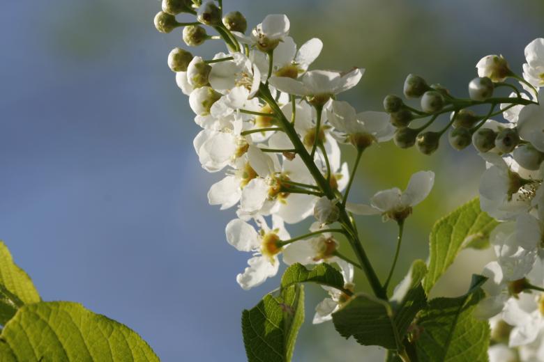 Free stock image of flowers created by 2happy