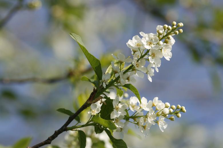 Free stock image of Beautiful Blooming Flowers created by 2happy