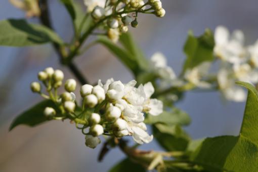Free Stock Photo of White Cherryblossoms