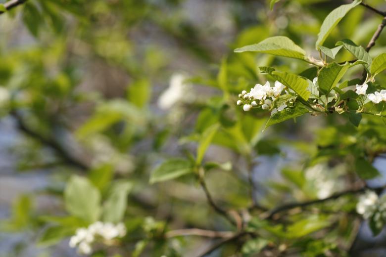 Free stock image of White Cherry Blossoms created by 2happy
