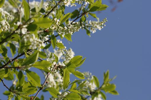 Free Stock Photo of White Blossoms on Tree