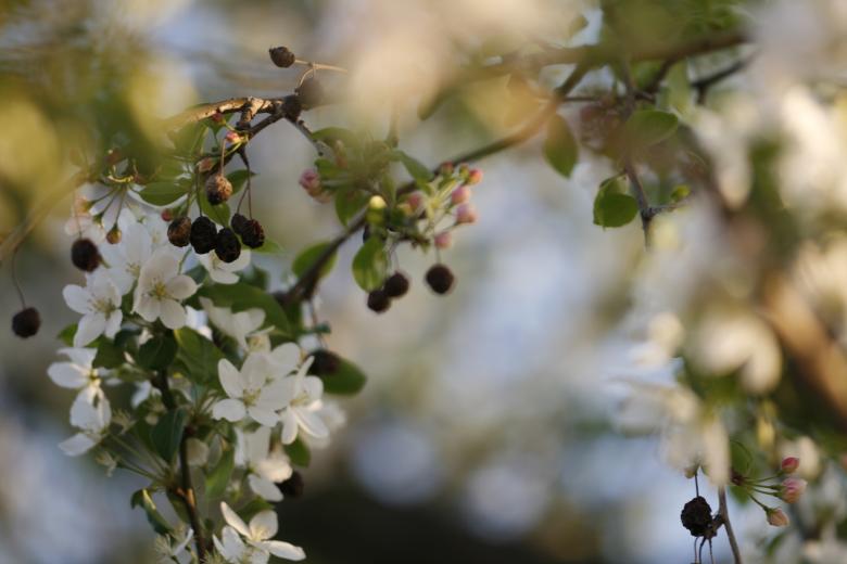 Free stock image of White Flowers in Tree created by 2happy